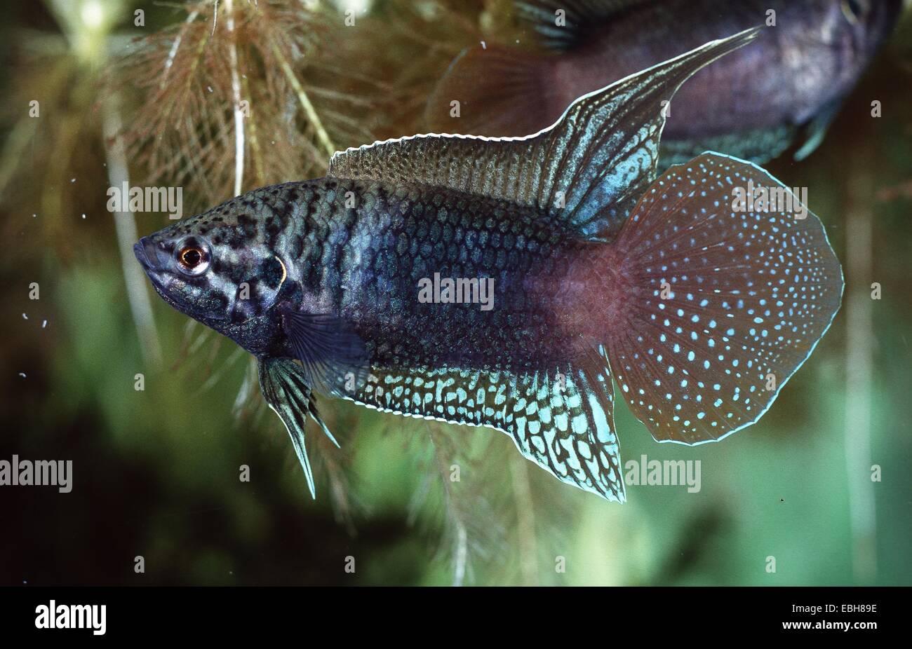 paradisefish (Macropodus ocellatus Stock Photo Alamy