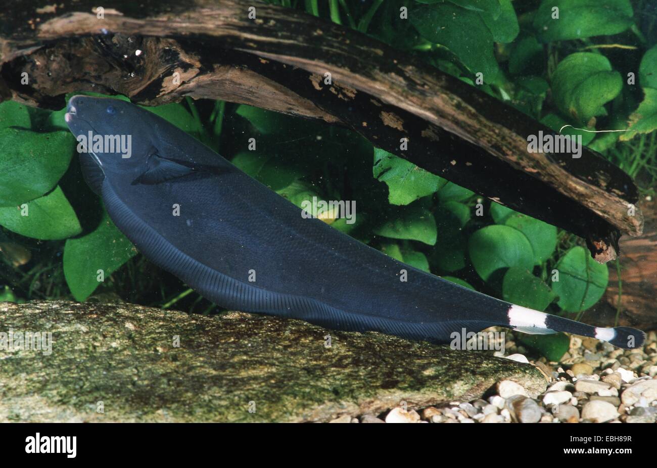 black ghost (Apteronotus albifrons). Stock Photo