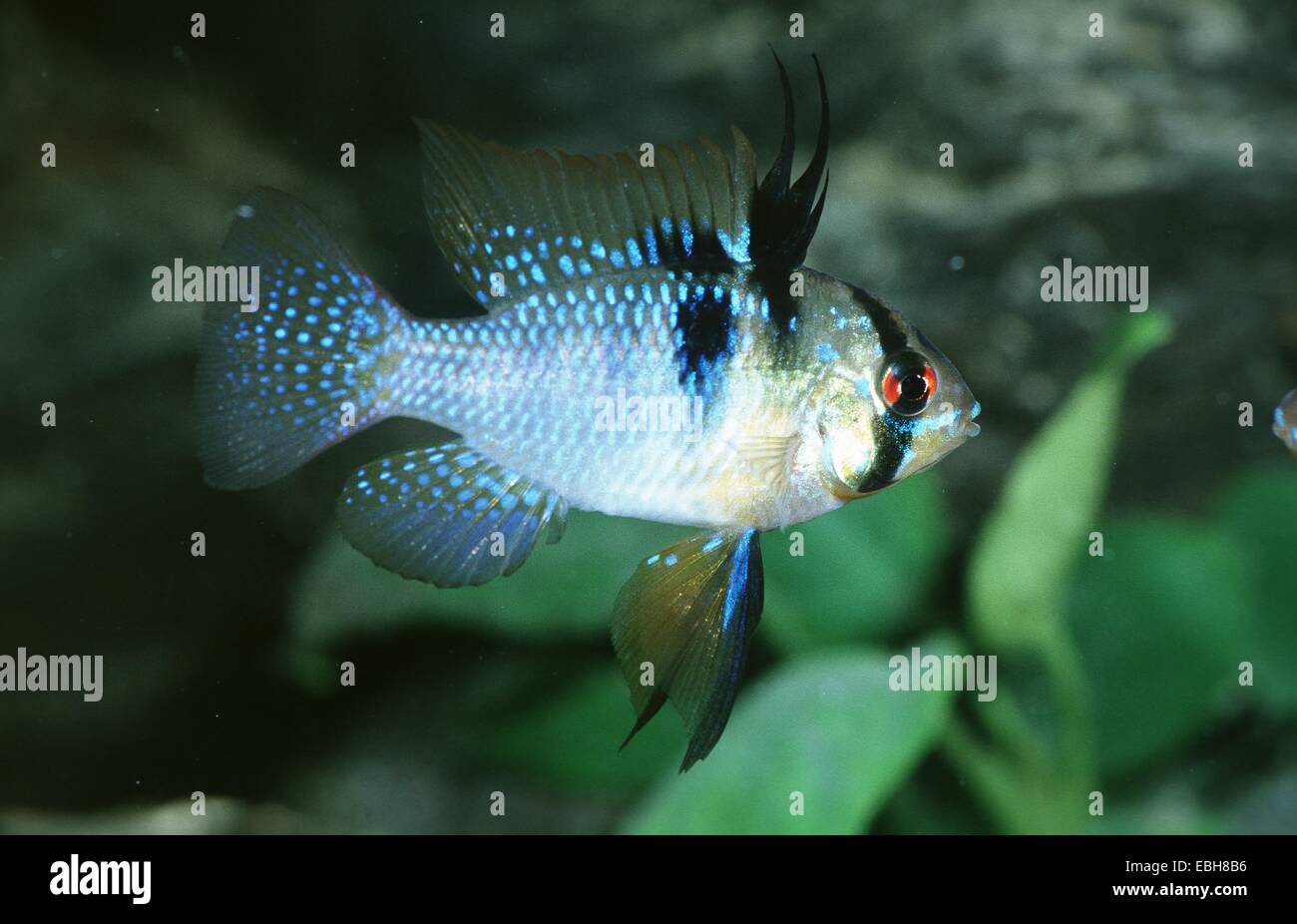 Ramirezs dwarf cichlid, Ramirezi, Ram cichlid (Microgeophagus ramirezi). Stock Photo