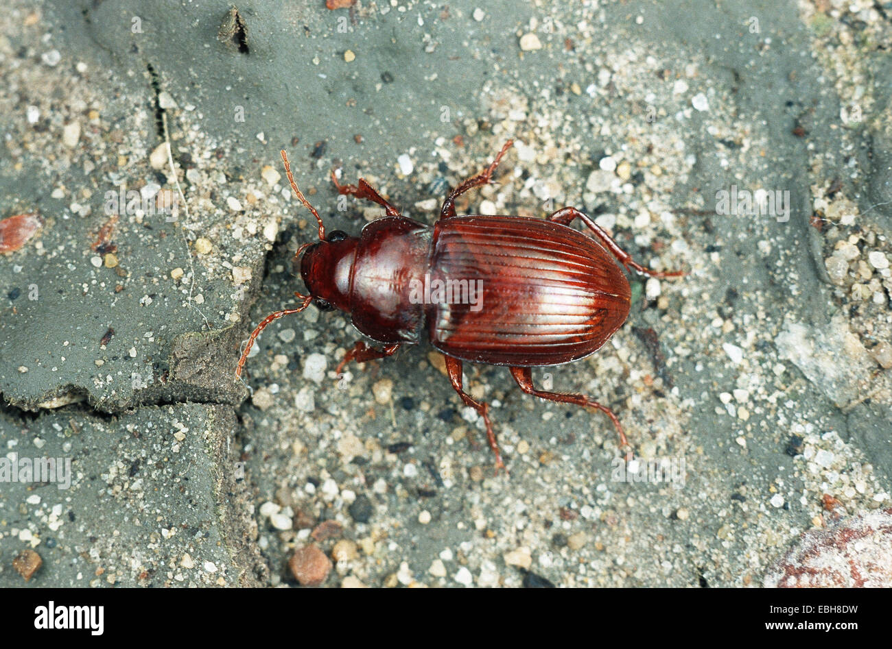 sun beetle (Amara fulva Stock Photo - Alamy