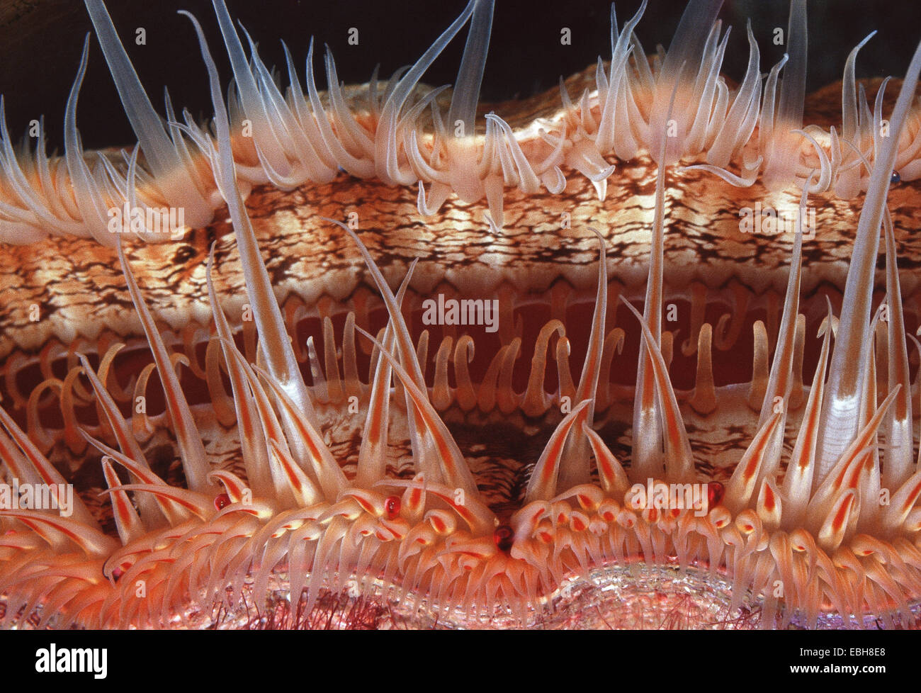 St.Jamess scallop, great scallop (Pecten spec.), detail with eyes. Stock Photo