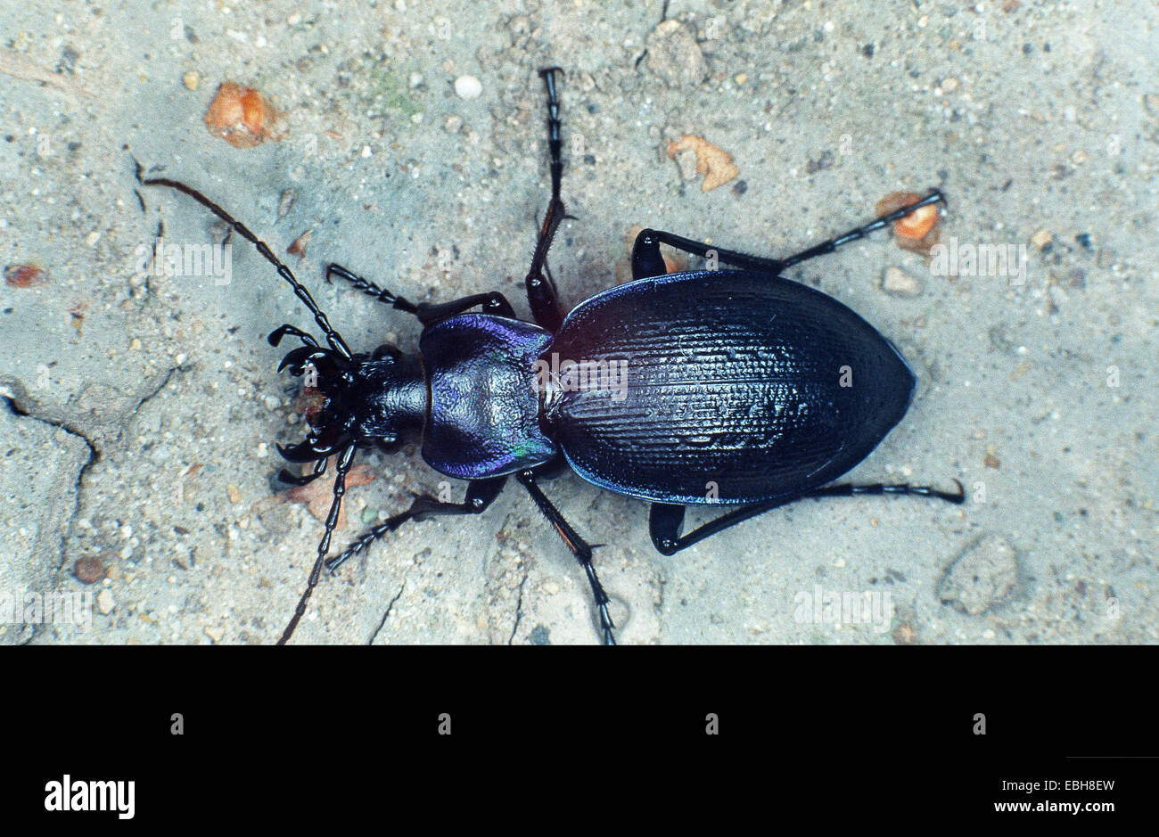 ground beetle (Carabus problematicus), imago, top view. Stock Photo