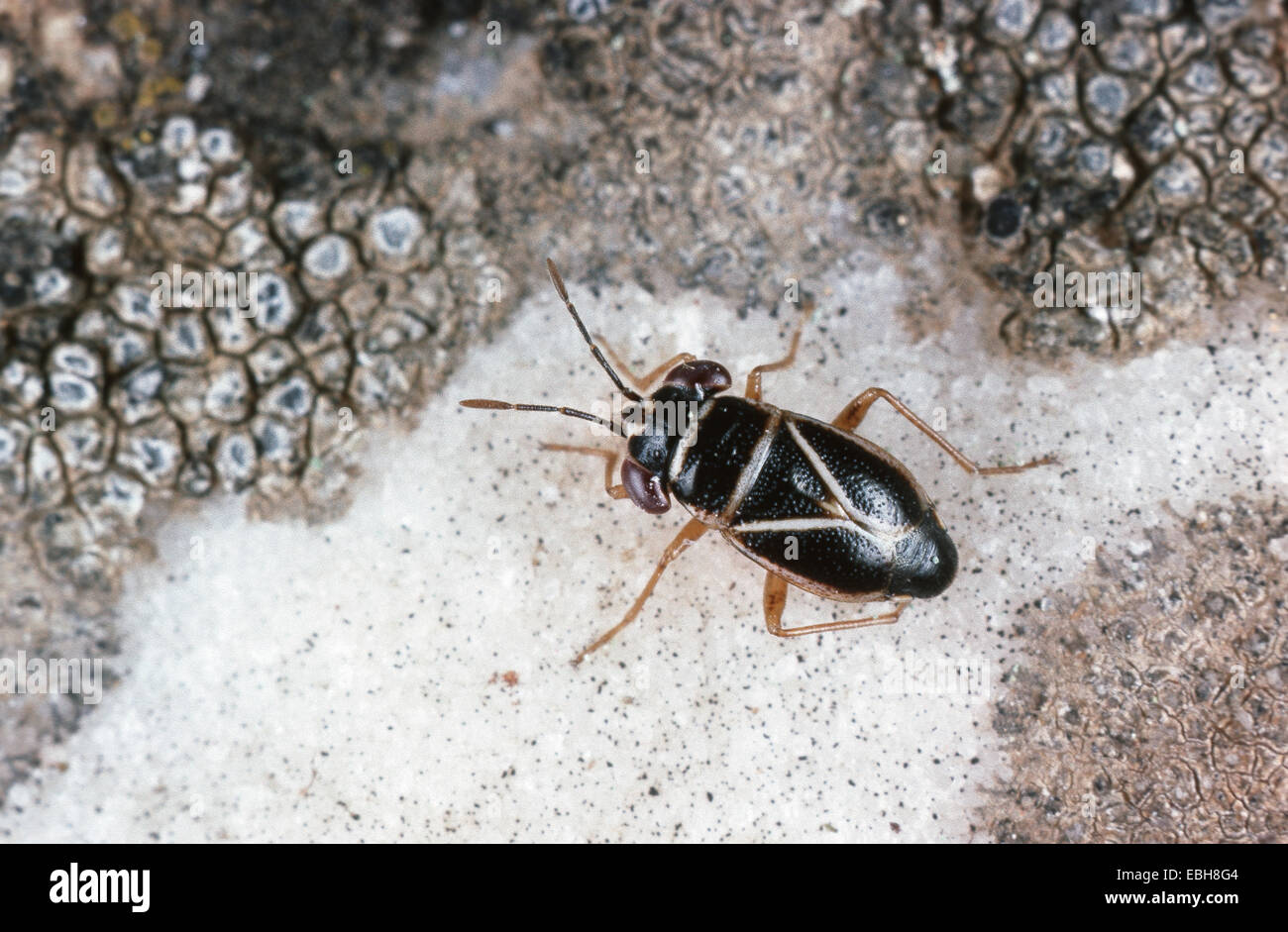 cricket bug (Geocoris grylloides Stock Photo Alamy