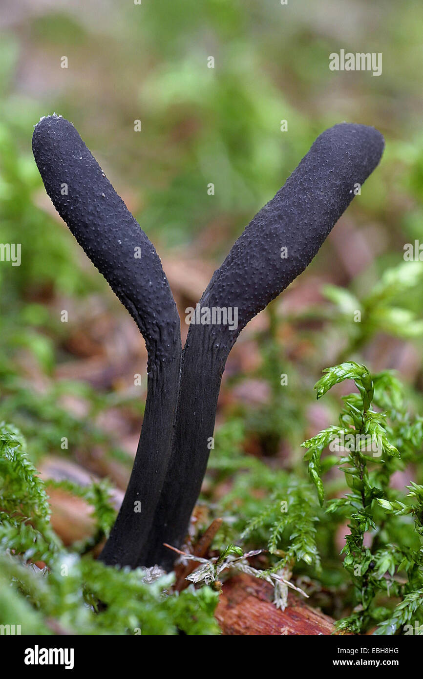dead moll's fingers (Xylaria longipes), fruiting bodies Stock Photo