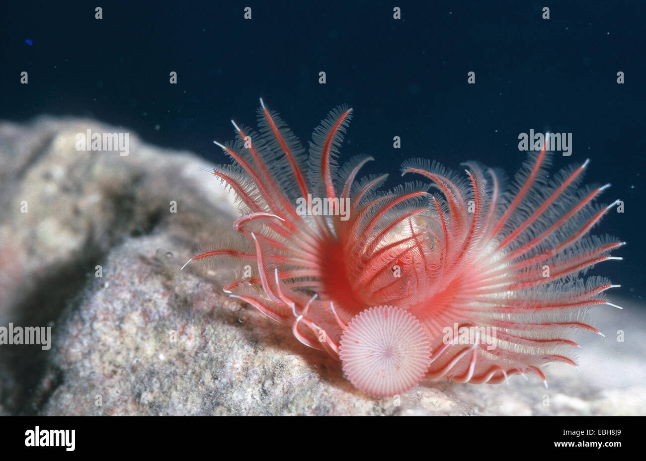 red tubeworm (Serpula vermicularis). Stock Photo