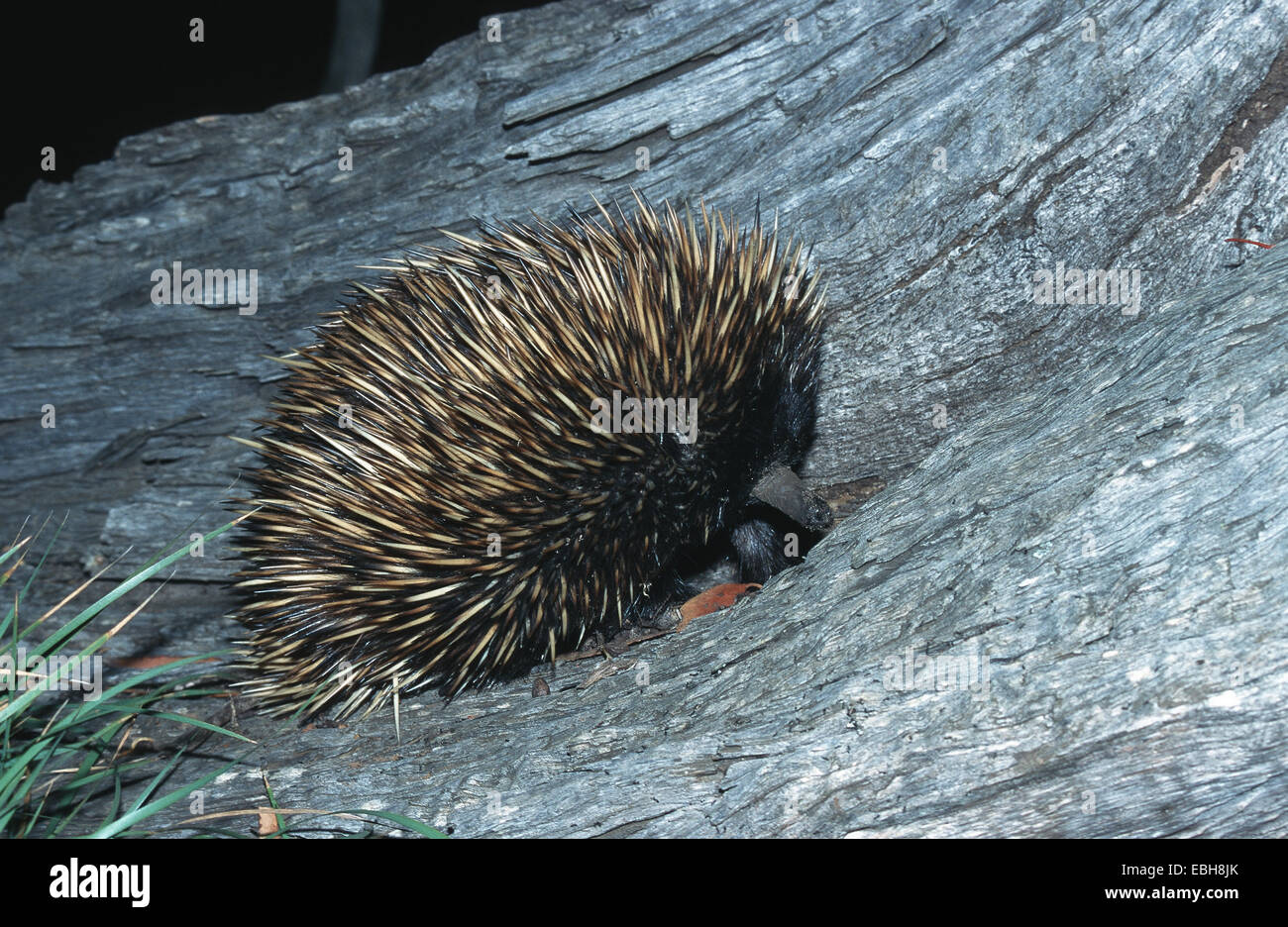 short-nosed echidna, short-beaked echidna, spiny anteater (Tachyglossus aculeatus). Stock Photo