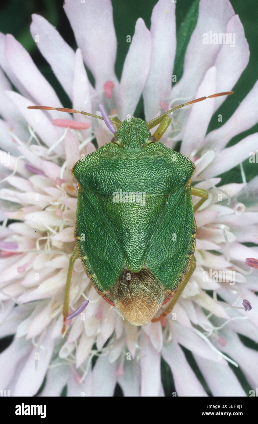 green shield bug, common green shield bug (Palomena prasina Stock Photo ...