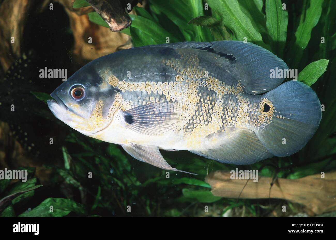 oscar, oscars cichlid, velvet cichlid (Astronotus ocellatus). Stock Photo