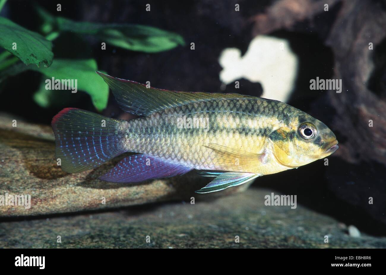 (Pelviachromis subocellatus). Stock Photo