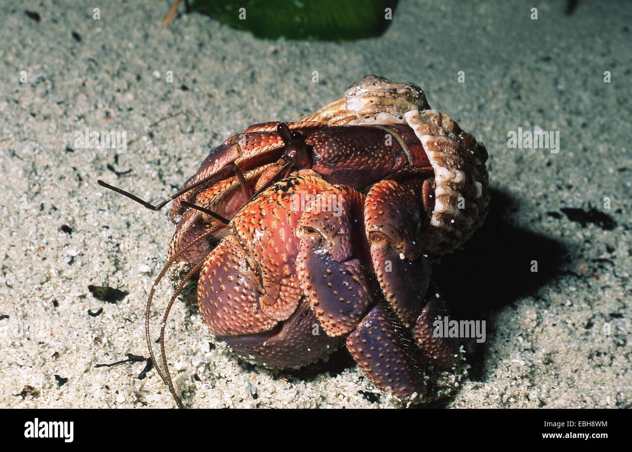 land hermit crab (Coenobita perlatus). Stock Photo