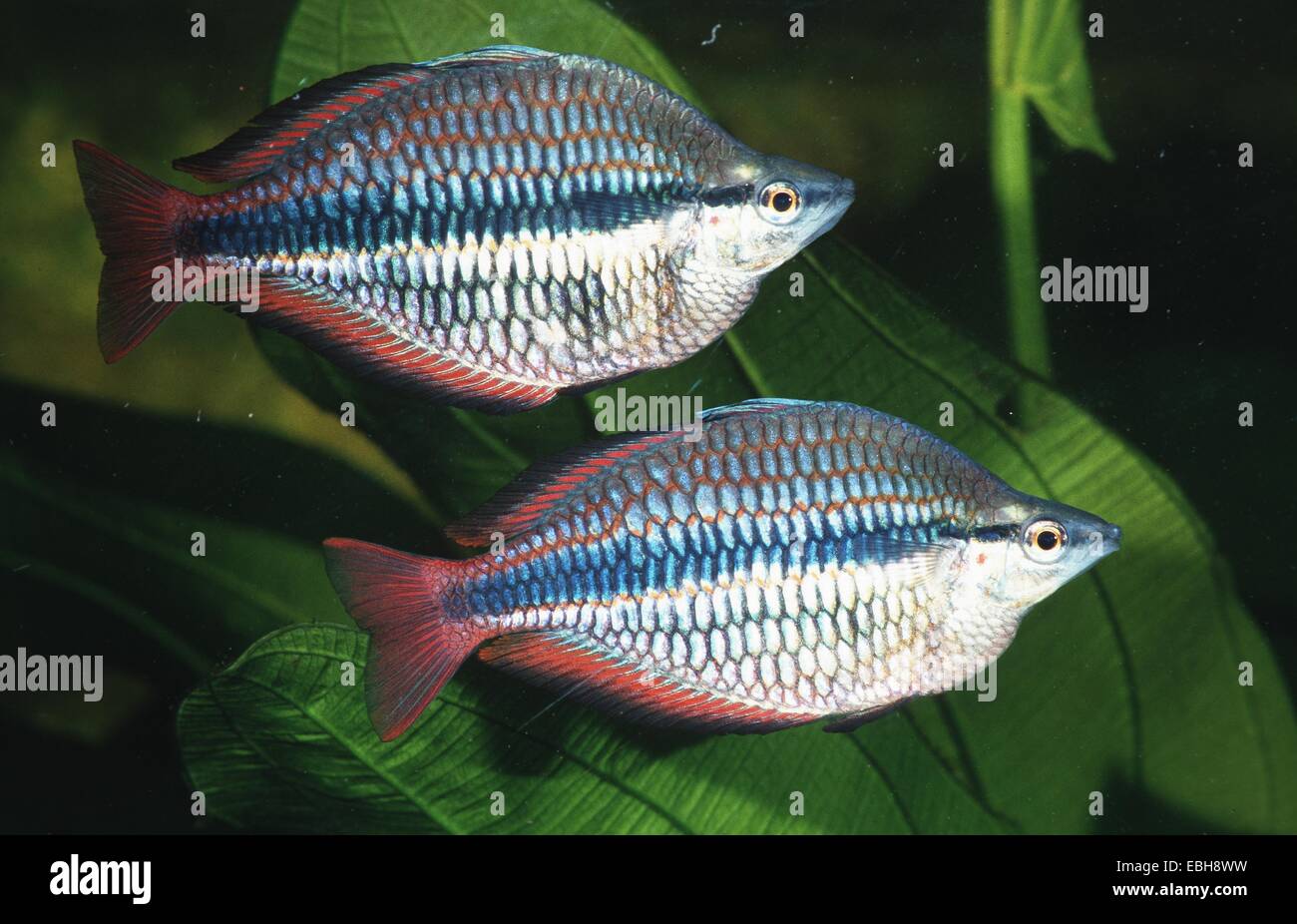 Goyder River rainbowfish (Melanotaenia trifasciata). Stock Photo