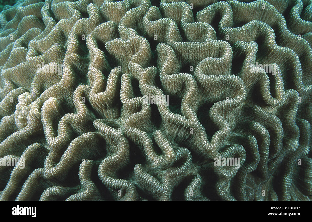 brain corals a.o. (Platygyra spec.). Stock Photo