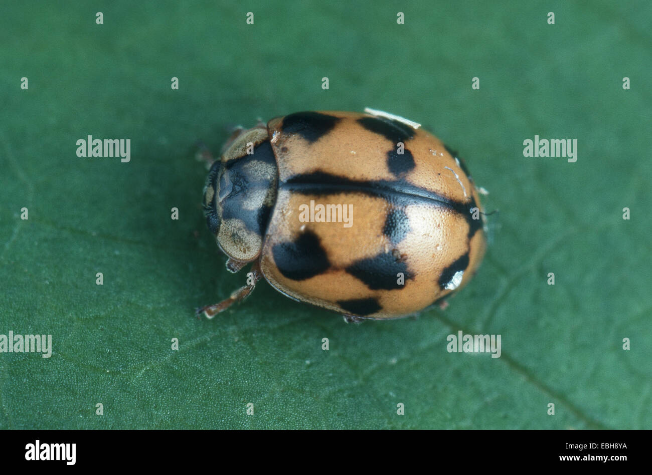ladybird (Synharmonia conglobata). Stock Photo