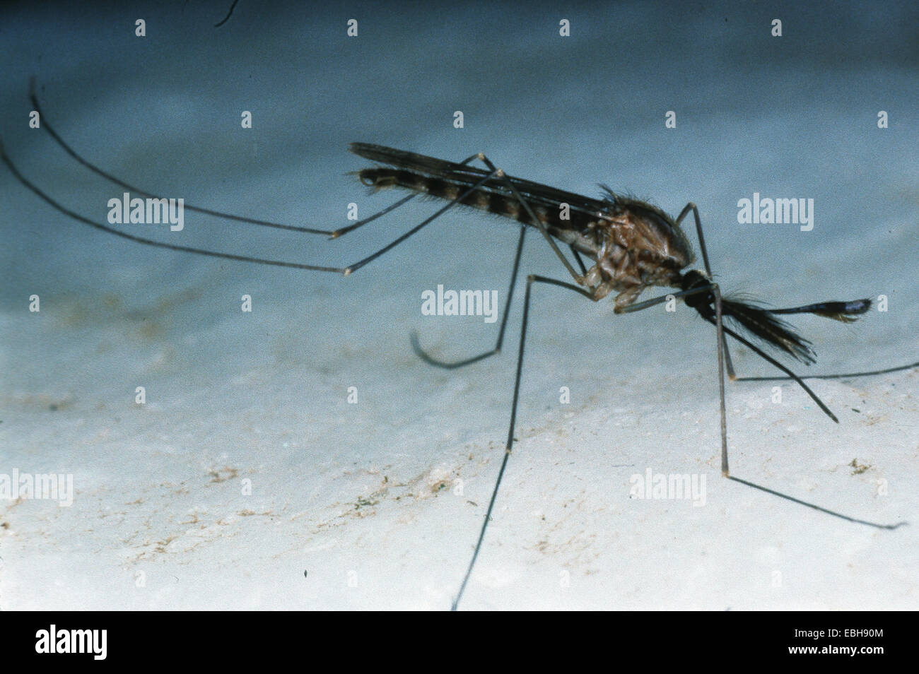 anopheles mosquito (Anopheles spec.). Stock Photo