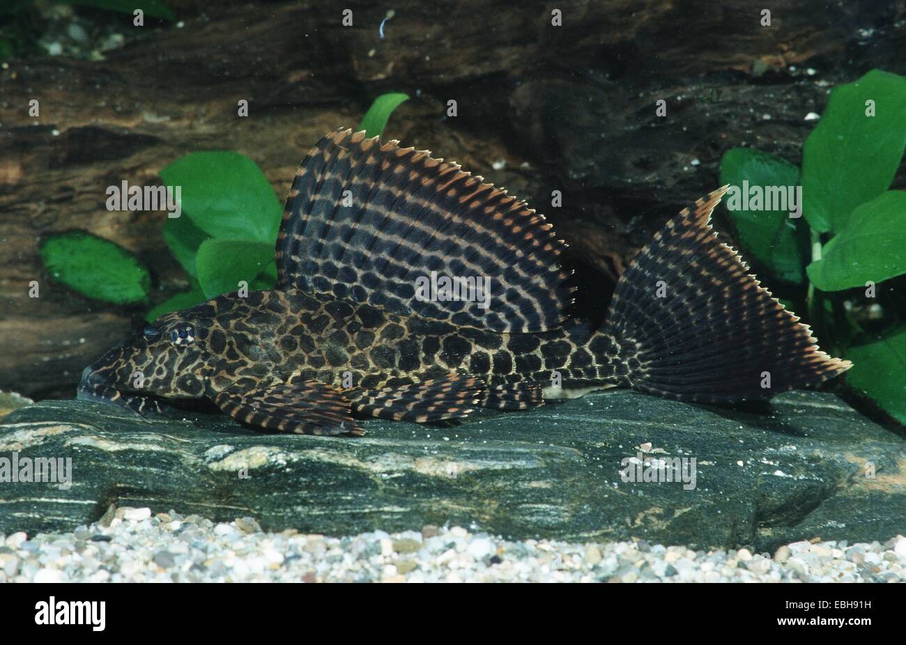 (Glyptoperichthys gibbiceps). Stock Photo