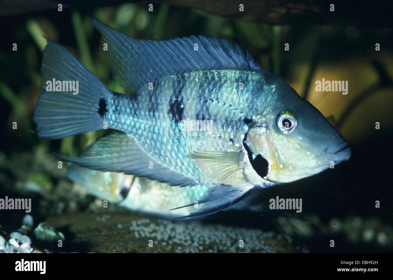 (Thorichthys pasionis). Stock Photo