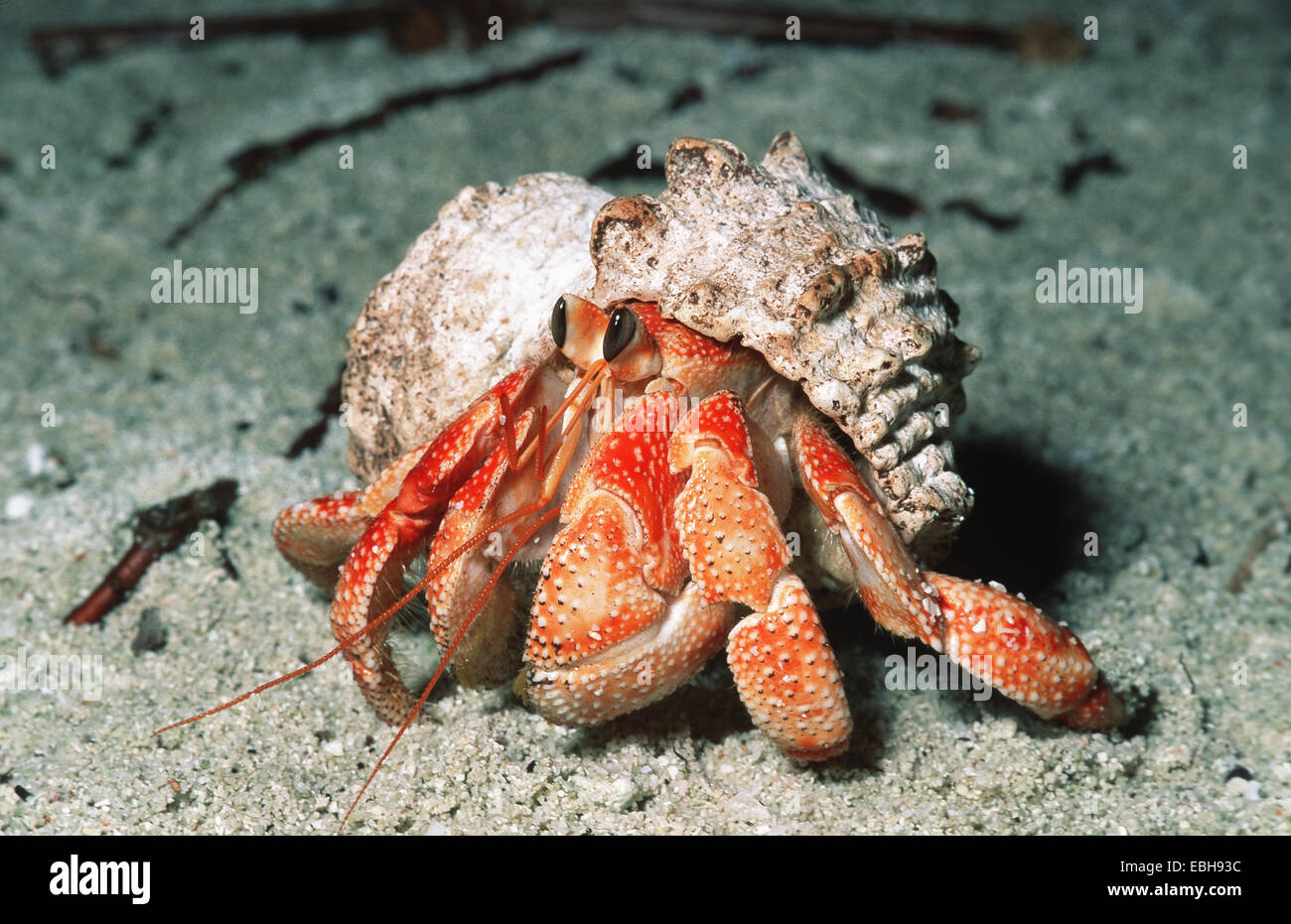 land hermit crab (Coenobita perlatus). Stock Photo