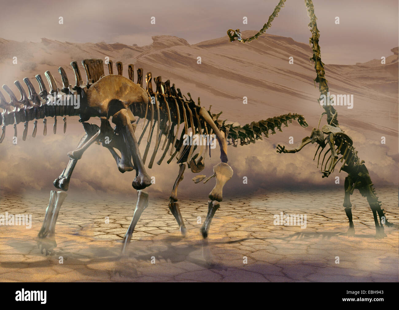 dinosaur (Brontosaurus). Stock Photo