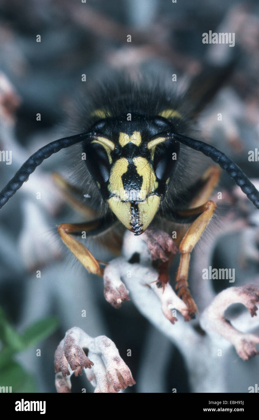 wasp (Delichovespula saxonia), portrait. Stock Photo