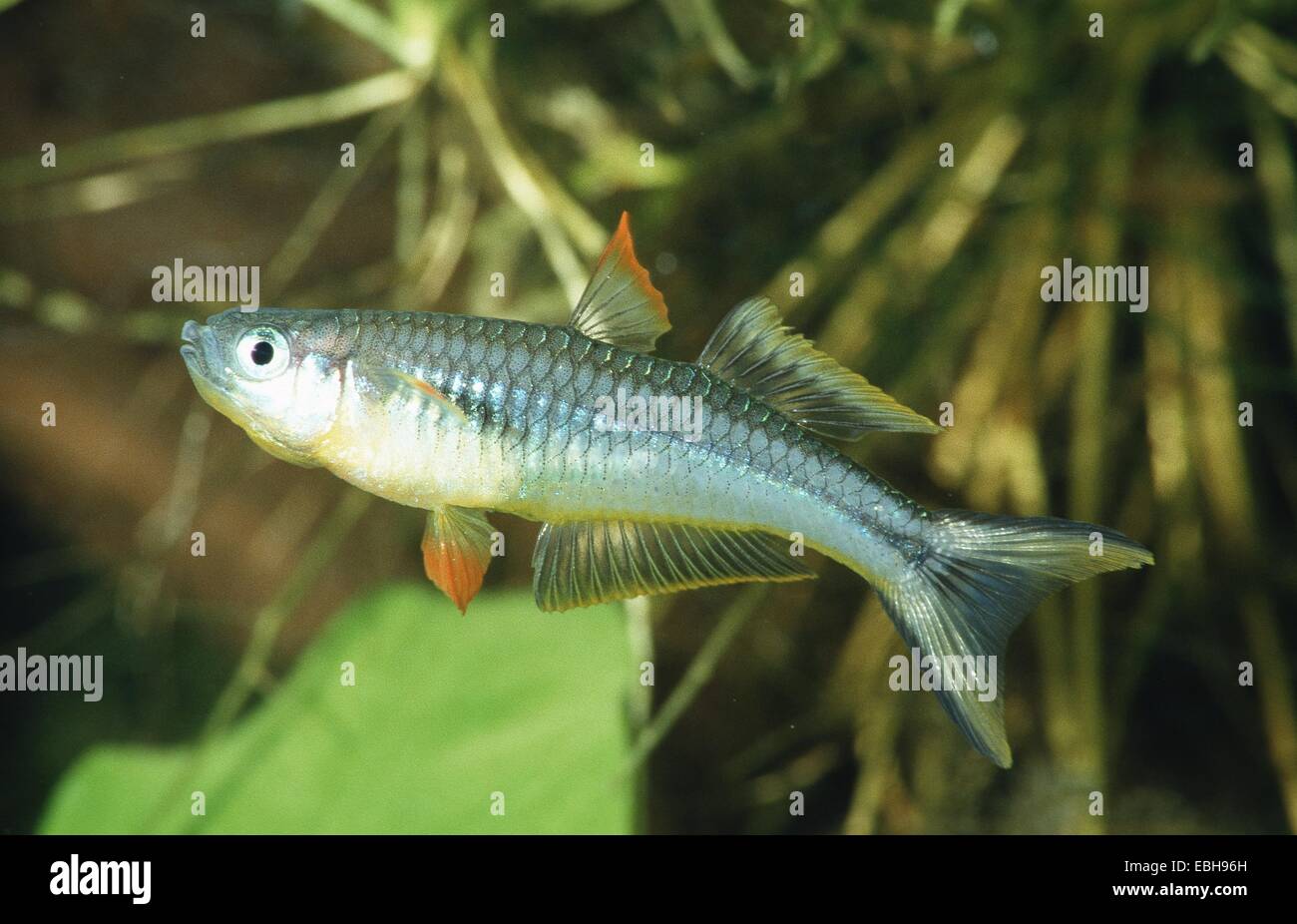 Forked-Tail Rainbowfish (Pseudomugil furcatus). Stock Photo