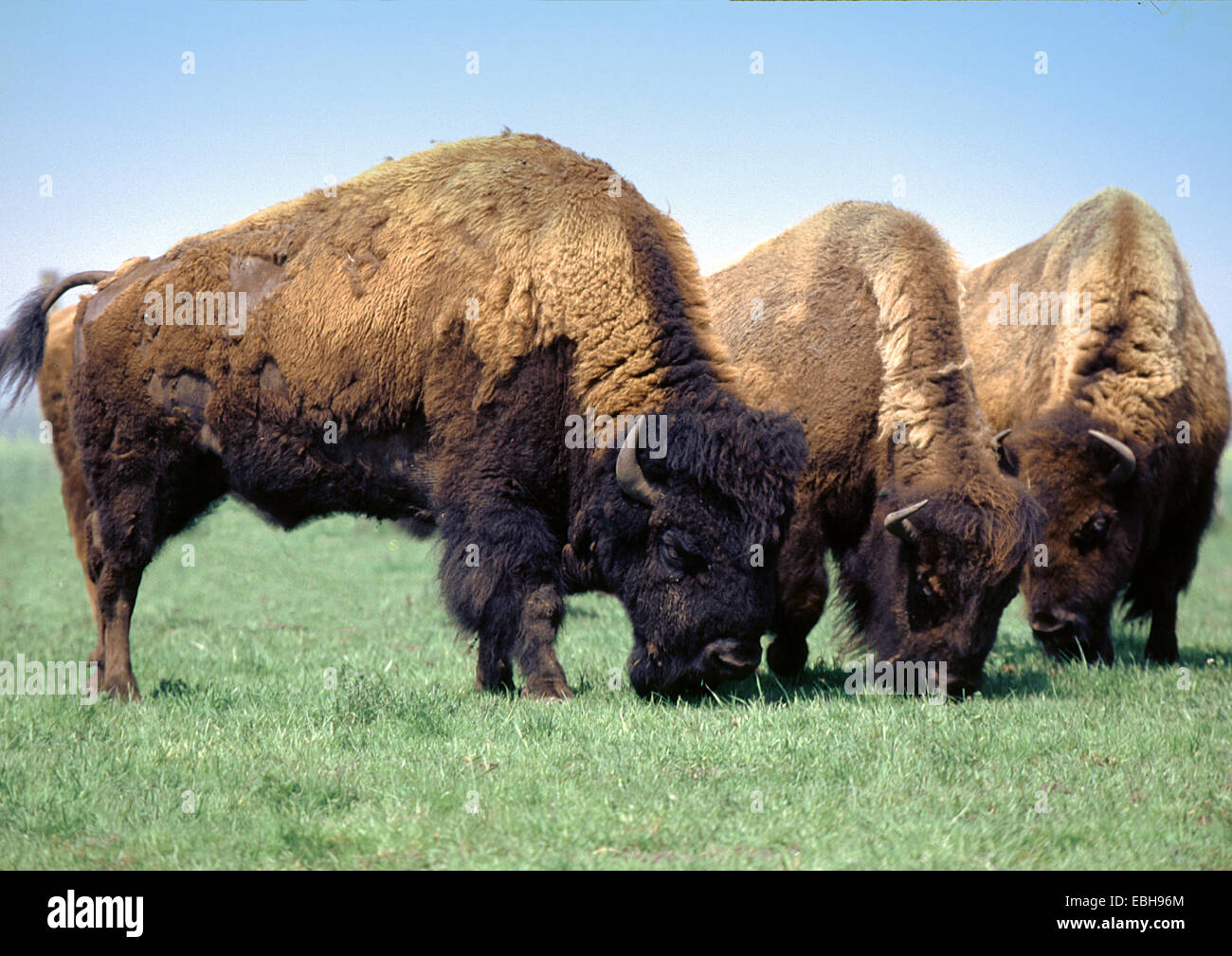 American bison, buffalo (Bison bison). Stock Photo