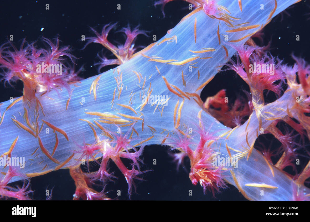 encrusting anemone (Dendronephthya klunzingeri Stock Photo Alamy