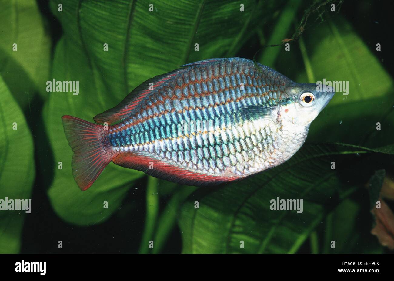 Goyder River rainbowfish (Melanotaenia trifasciata). Stock Photo