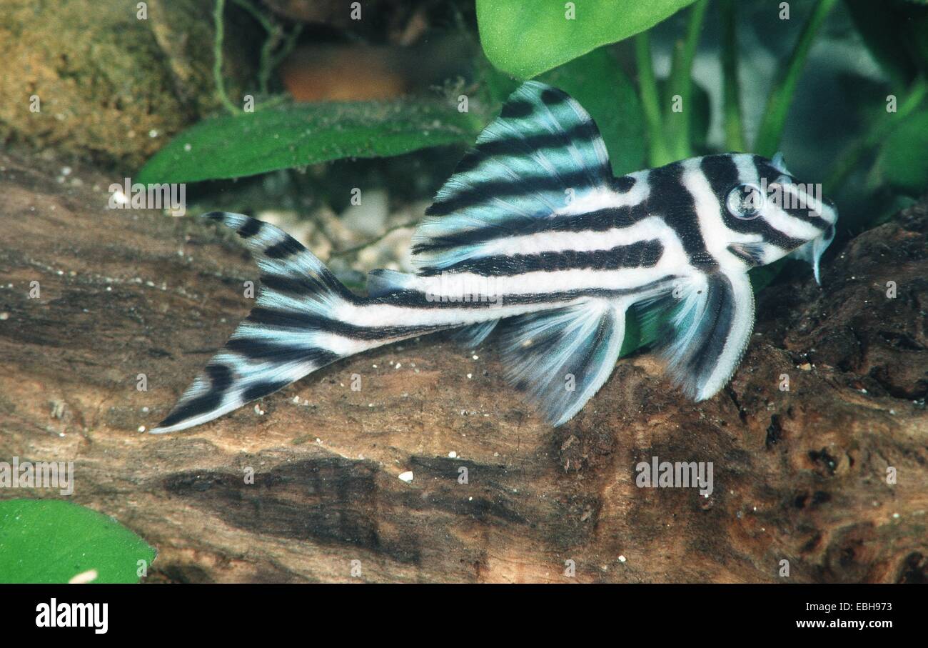 Zebra Peckoltia (Hypancistrus zebra). Stock Photo