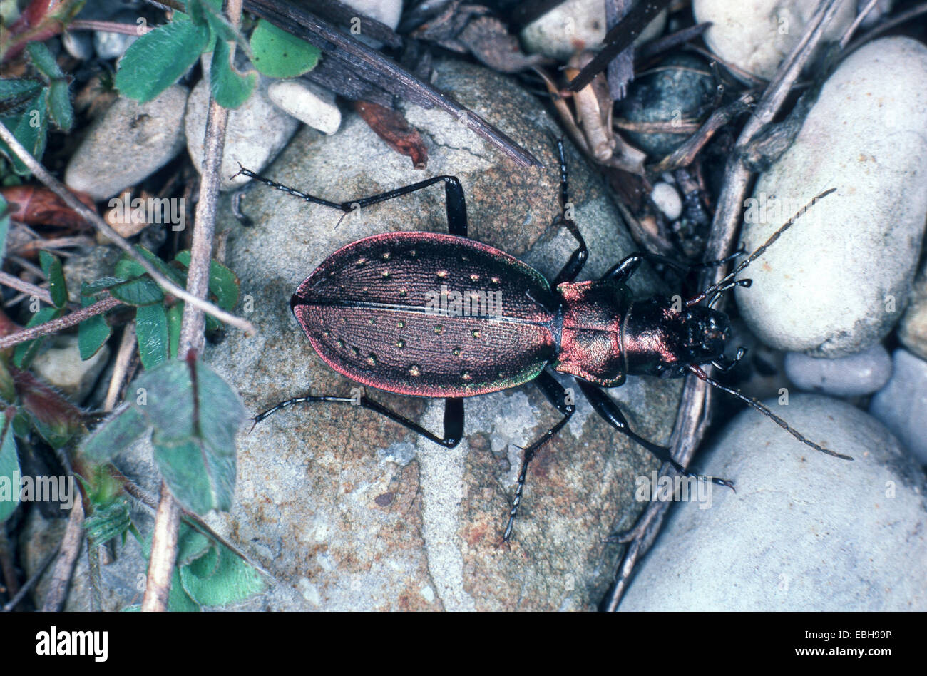 montane ground beetle* (Carabus irregularis). Stock Photo