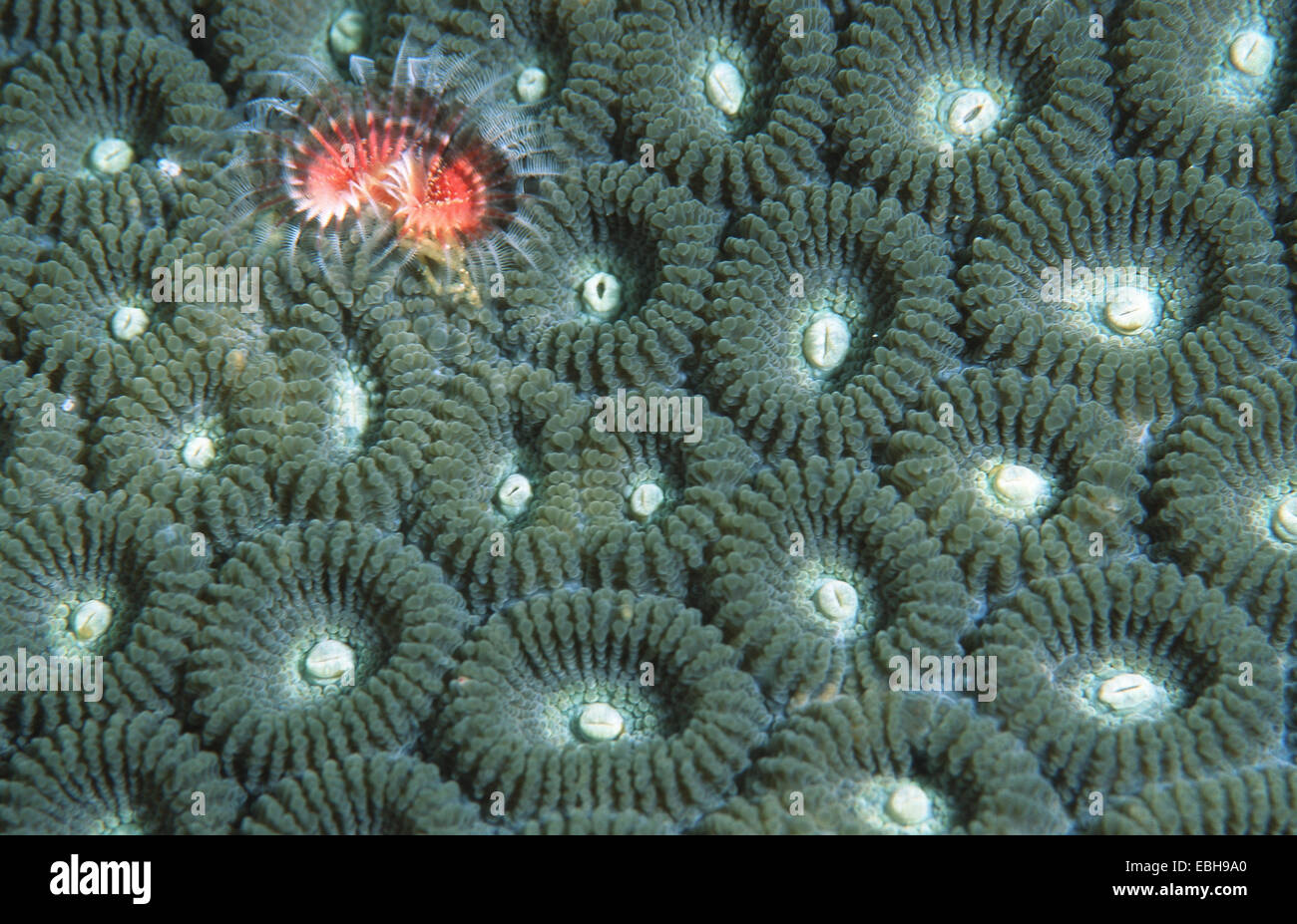 honeycomb coral, pineapple coral (Favia favus). Stock Photo