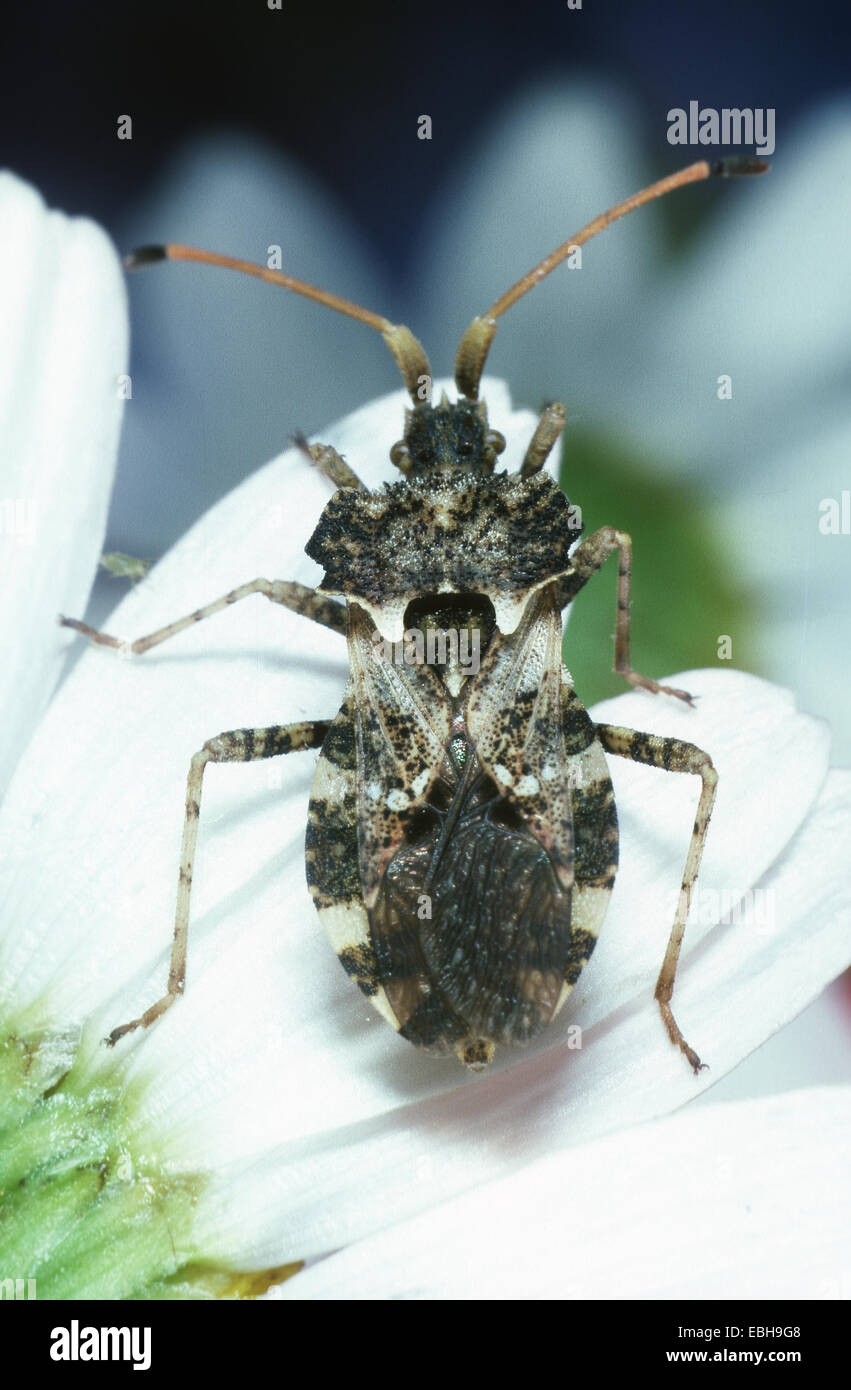 bug (Centrocoris spiniger). Stock Photo