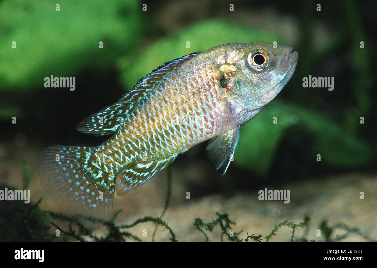 dwarf Egyptian mouthbrooder (Pseudocrenilabrus multicolor). Stock Photo