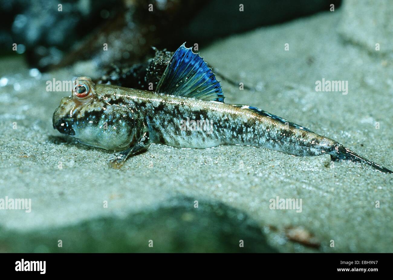 (Periophthalmus papilio Stock Photo Alamy