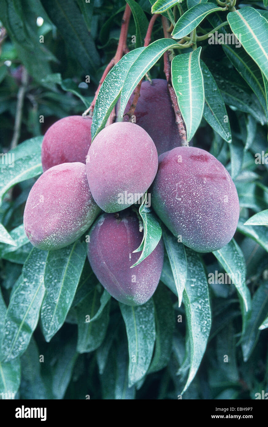 mango fruit (Mangifera indica Stock Photo Alamy
