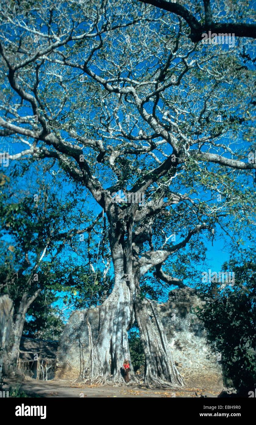 fig (Ficus spec.), habitus. Stock Photo