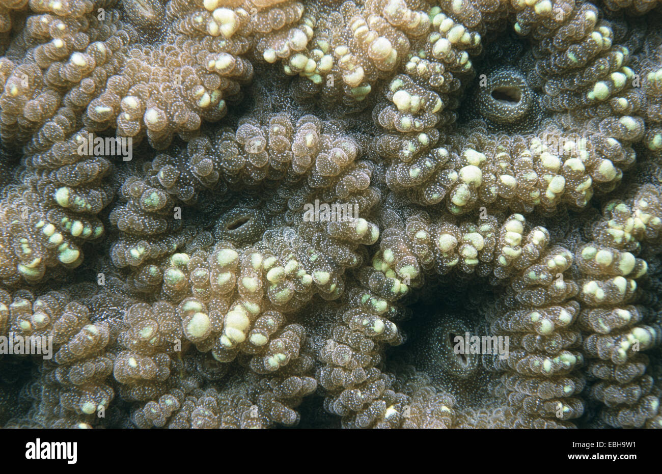 coral (Favia sp.). Stock Photo
