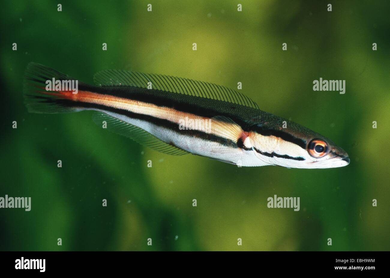 Indonesian snakehead (Channa micropeltes). Stock Photo