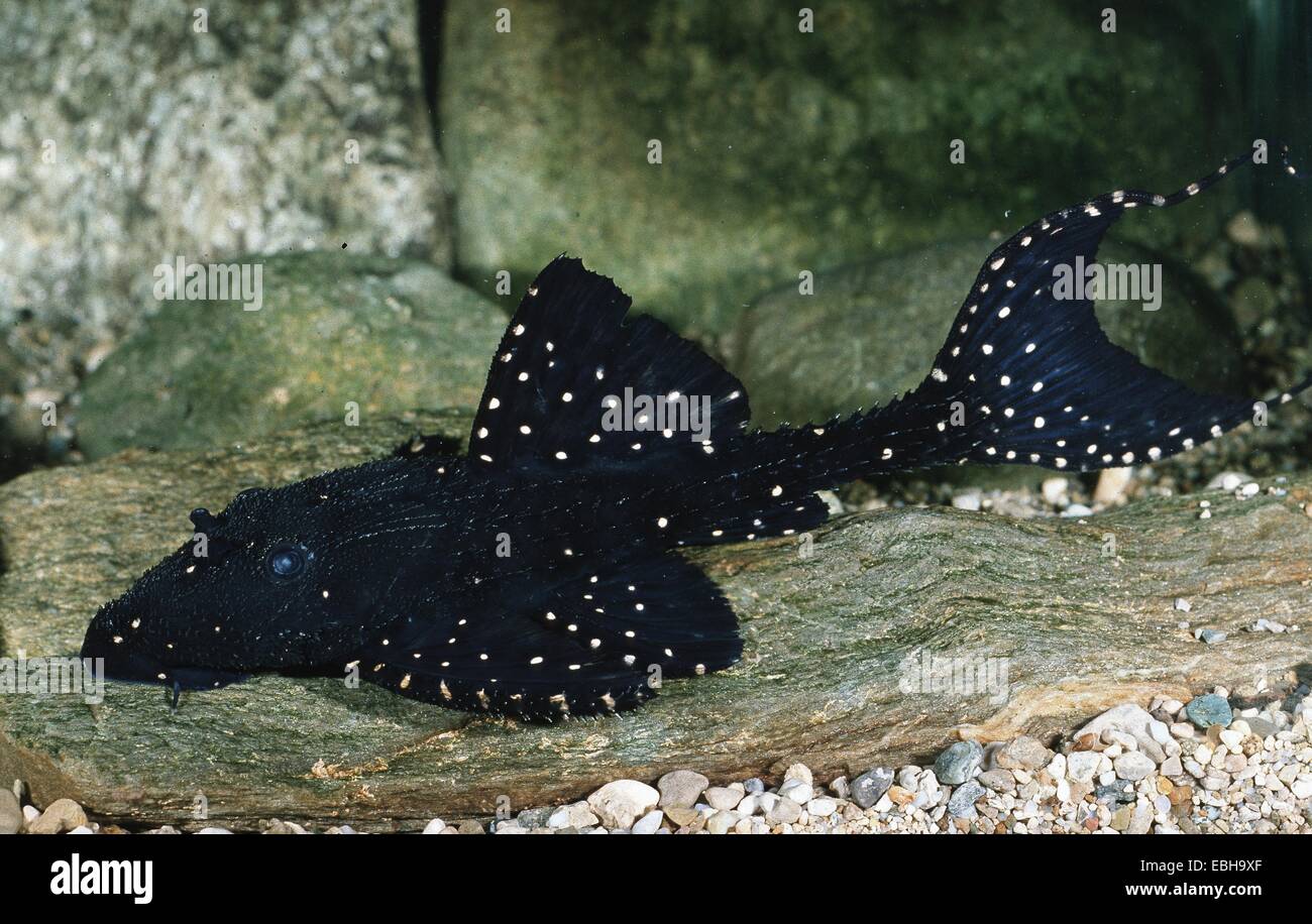 Adonis Catfish, Lyretail Pleco (Acanthicus adonis). Stock Photo