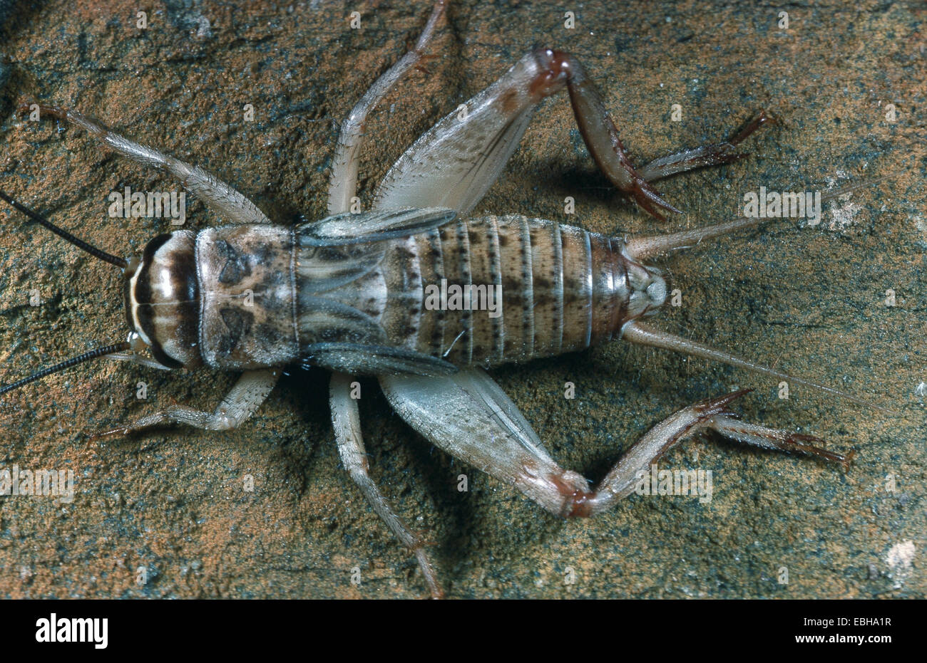 house cricket (domestic cricket, domestic gray cricket) (Acheta domestica ), top side. Stock Photo