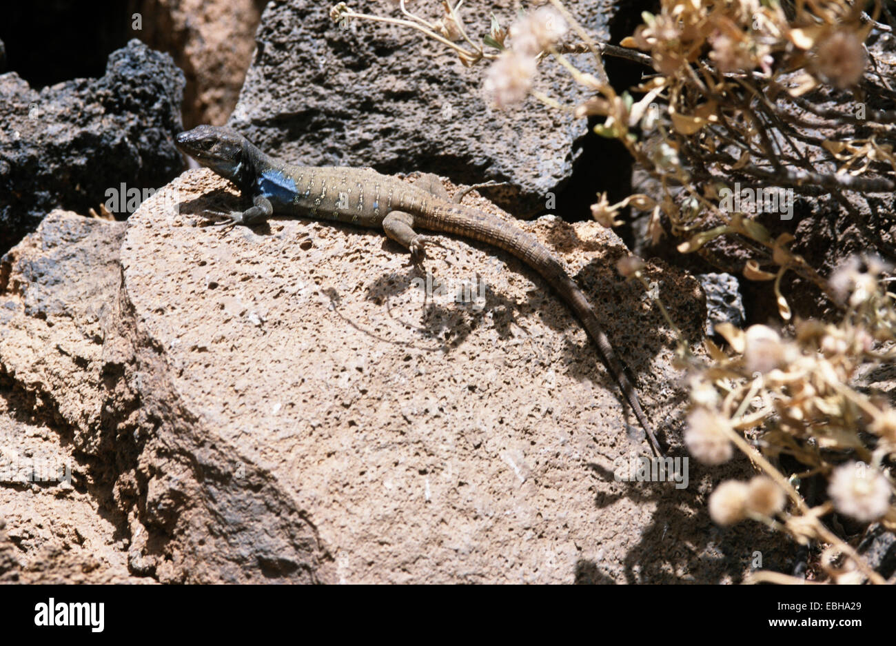 Canary Island Lizard (Gallotia galloti galloti), male, Spain, Teneriffa, 01.07.2002. Stock Photo