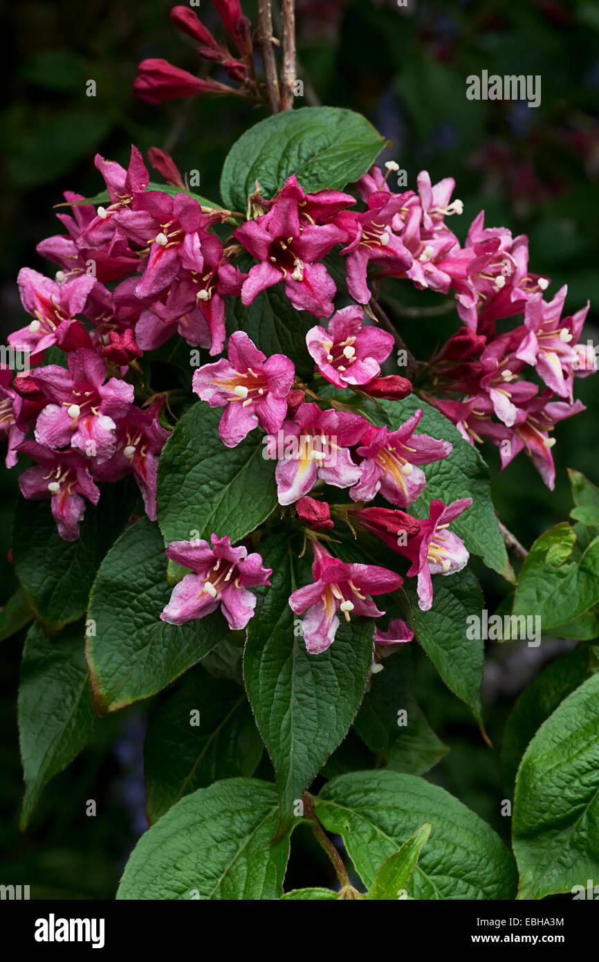 Weigela leaves hires stock photography and images Alamy