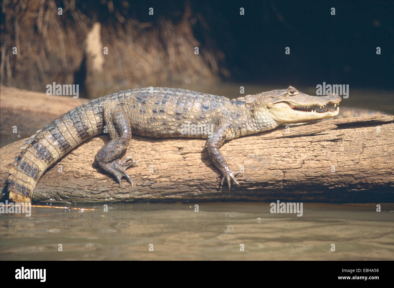 spectacled caiman (Caiman crocodilus), Is situated on the trunk in the water. Stock Photo