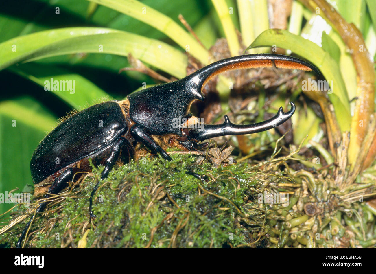Rhinoceros beetle (Megasoma elaphus), sitting on tthe moos. Stock Photo