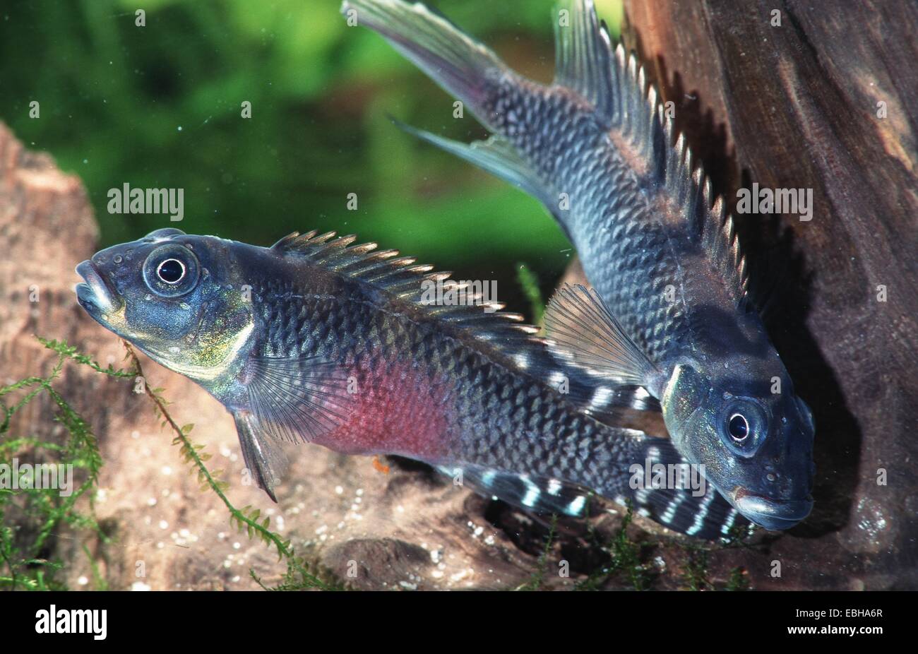 cichlid (Nanochromis transvestitus). Stock Photo