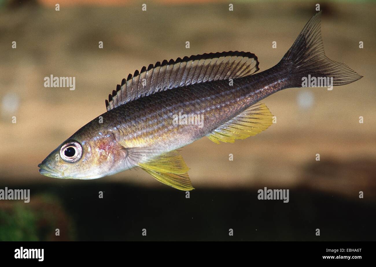 Black-Fin Cichlid (Cyprichromis brieni, Paracyprichromis nigripinnis). Stock Photo