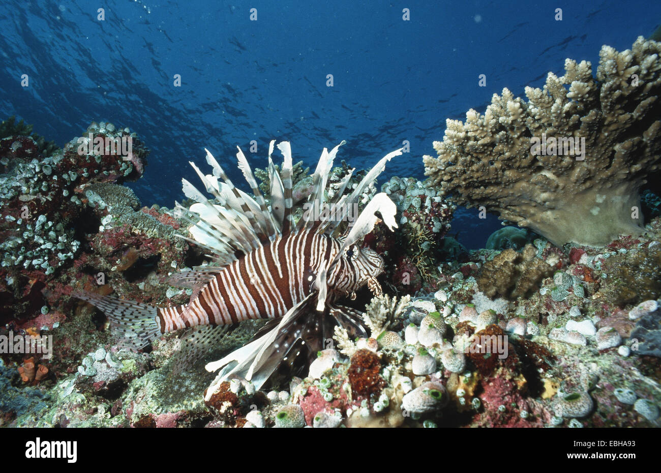 firefish (Pterois miles Stock Photo - Alamy