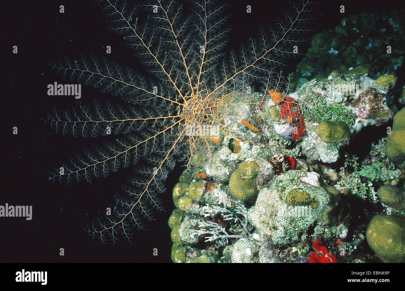 Caribbean basket star (Astrophyton muricatum Stock Photo Alamy