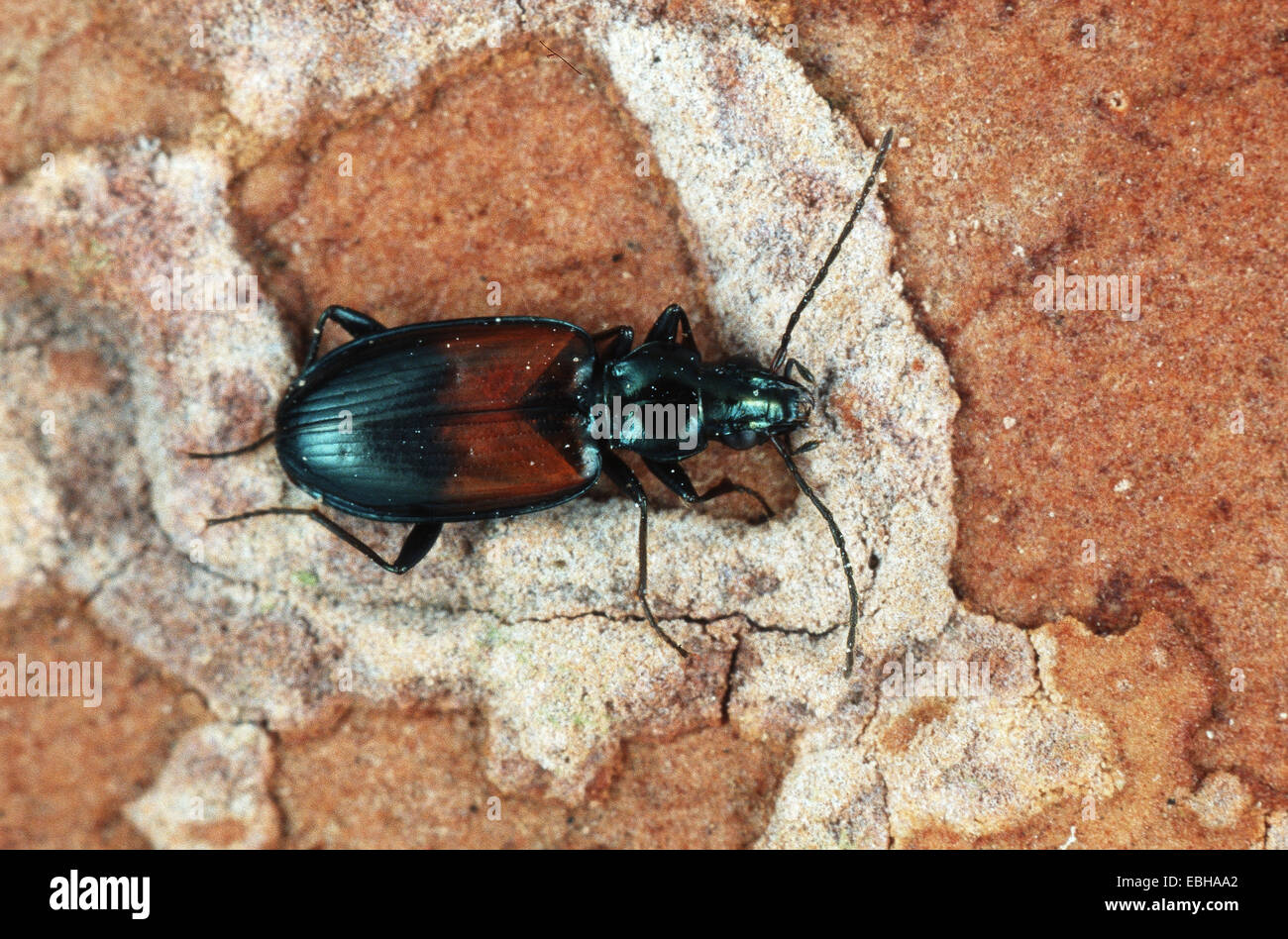 brassy ground beetle (Bembidion tricolor). Stock Photo