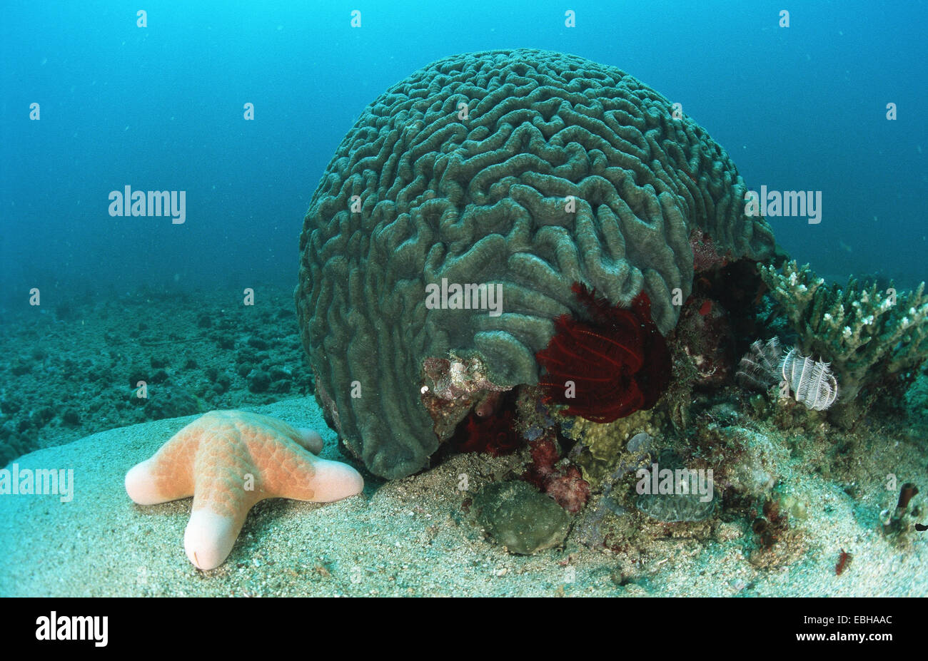 pincushion starfish with cup coral, meat coral (Choriaster granulatus mit Lobophyllia hemprichii). Stock Photo