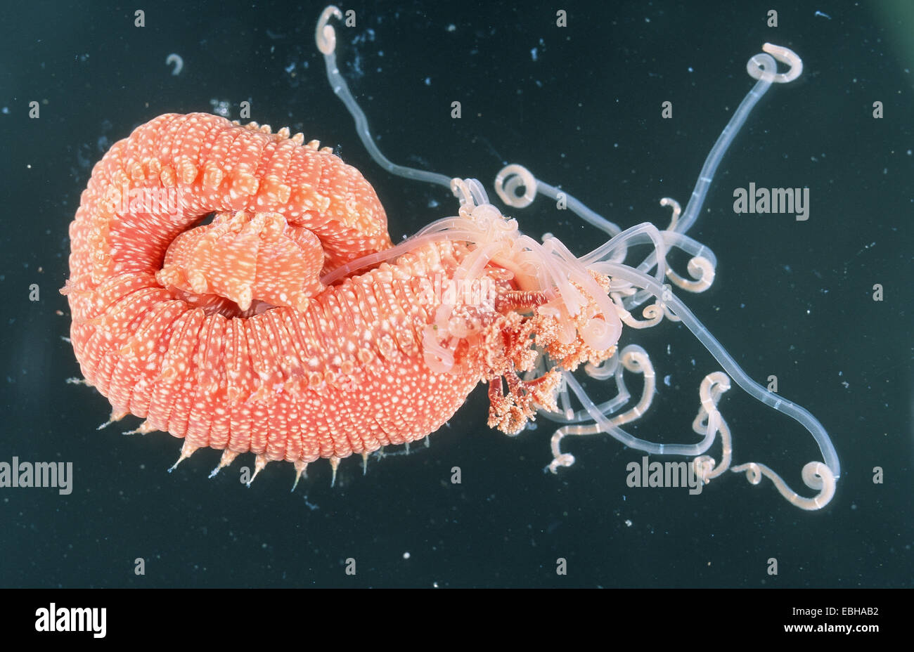 starwberry worm (Eupolymnia nebulosa). Stock Photo